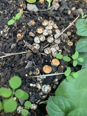 Crucibulum