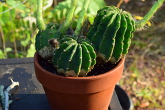 Echinopsis subdenudata