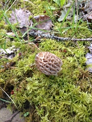 Morchella norvegiensis