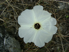 Ipomoea wolcottiana