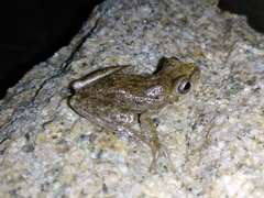 Hyla sarda