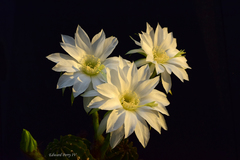 Echinopsis subdenudata