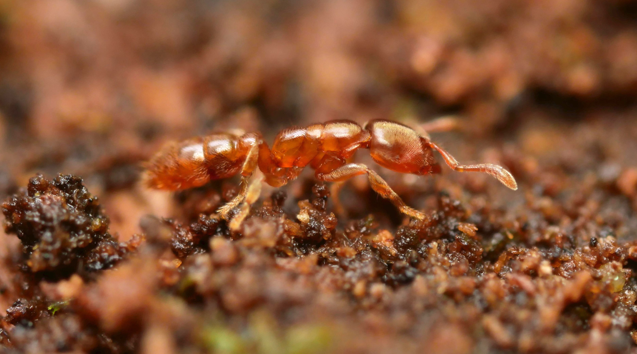 Prionopelta