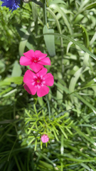 Phlox drummondii