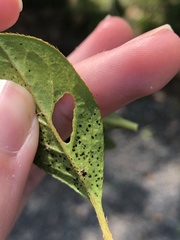 Stephanitis pyrioides