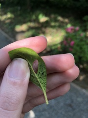 Stephanitis pyrioides