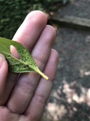 Stephanitis pyrioides