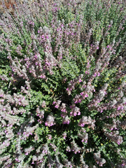 Teucrium marum