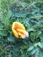 Hygrocybe quieta