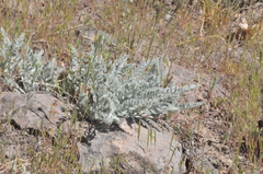 Astragalus tyghensis