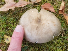 Russula grisea
