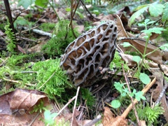 Morchella norvegiensis