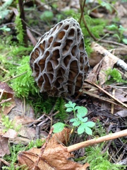 Morchella norvegiensis