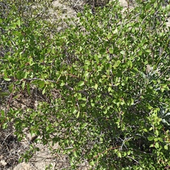 Prunus fremontii