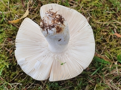 Russula grisea