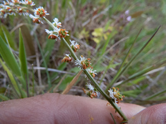 Resedaceae