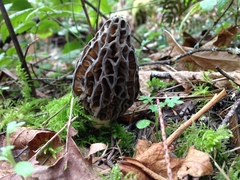 Morchella norvegiensis