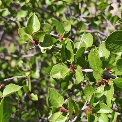 Prunus fremontii