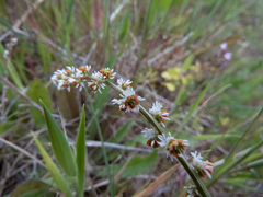 Resedaceae
