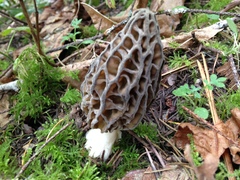 Morchella norvegiensis