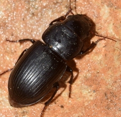 Acinopus almeriensis