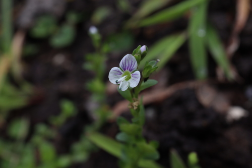 Veronica serpyllifolia iNat (2)
