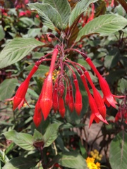 Fuchsia