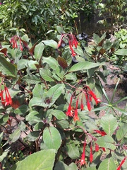 Fuchsia