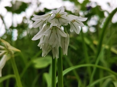 Allium triquetrum