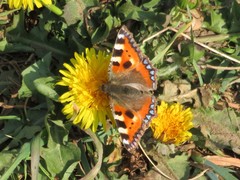 Aglais urticae