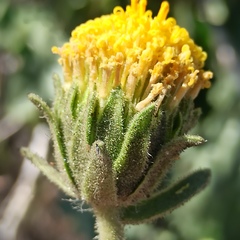 Geraea viscida