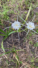 Hymenocallis liriosme