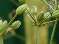 Petroselinum segetum