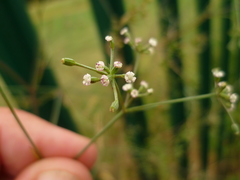 Petroselinum segetum