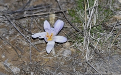 Crocus pallasii