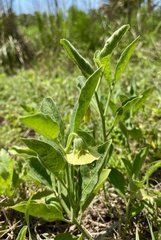 Physalis walteri