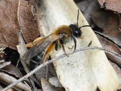 Andrena tibialis