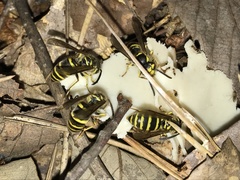 Vespula koreensis