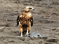 Galapagos Hawk photo 5