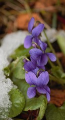 Viola odorata