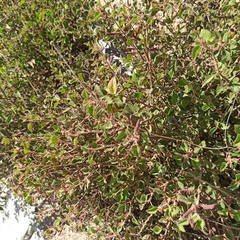 Acalypha californica