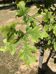Quercus