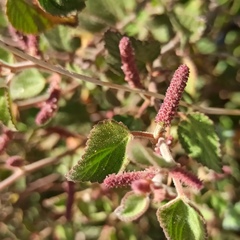 Acalypha californica
