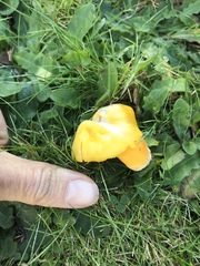 Hygrocybe quieta