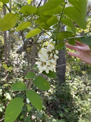Robinia pseudoacacia