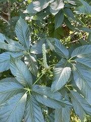 Aesculus californica