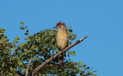 Thamnophilus torquatus