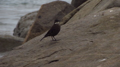 Cinclodes nigrofumosus