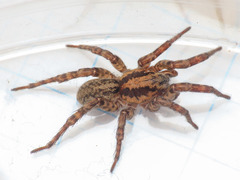 Arctosa personata