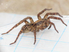 Arctosa personata